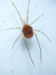 Acariformes