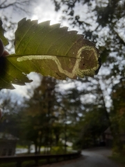 Liriomyza carphephori