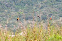 Amblyramphus holosericeus