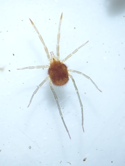 Acariformes