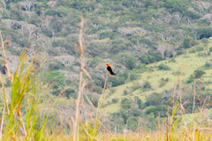 Amblyramphus holosericeus