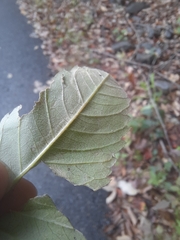 Liriomyza carphephori