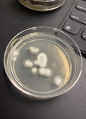 Penicillium