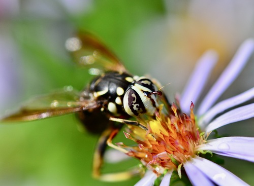 Bald-faced Hornet Fly photo 4