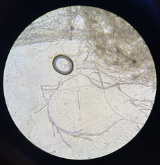 Penicillium