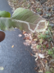 Liriomyza carphephori