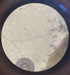 Penicillium