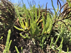 Arthroceras subterminale