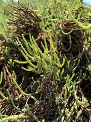 Arthroceras subterminale