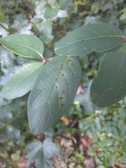 Lonicera tatarica