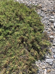 Arthroceras subterminale