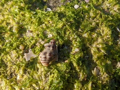 Phycothais reticulata