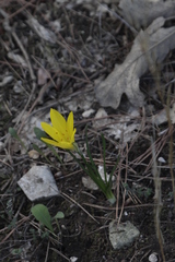 Sternbergia lutea