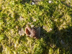 Phycothais reticulata