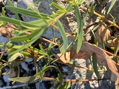 Hypericum dolabriforme