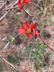 Chaenomeles