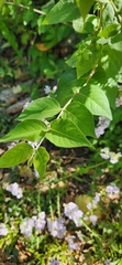 Lonicera maackii