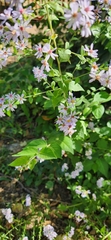 Lonicera maackii
