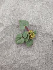 Dioscorea fastigiata