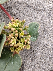 Dioscorea fastigiata