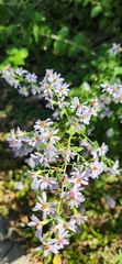 Lonicera maackii