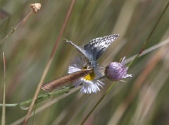 Burnsius communis