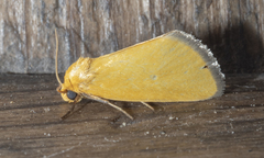 Eulithosia composita