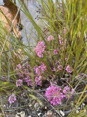 Erica cubica