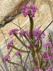 Erica cubica