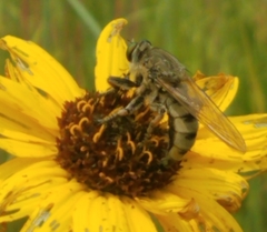 Promachus vertebratus