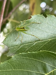 Stilpnochlora