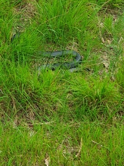 Pseudechis porphyriacus