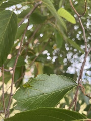 Stilpnochlora