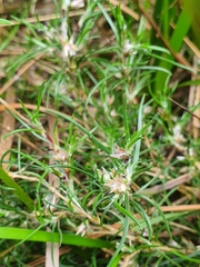 Laxmannia orientalis