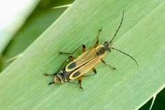Chauliognathus marginatus