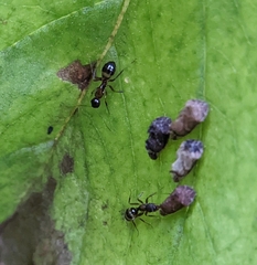 Camponotus subbarbatus