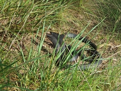 Pseudechis porphyriacus