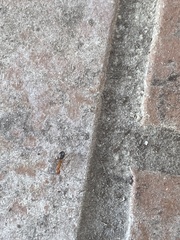 Myrmentoma