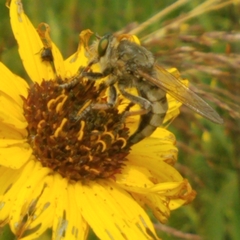 Promachus vertebratus