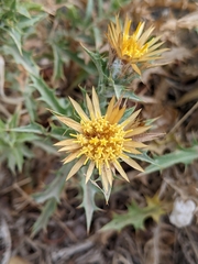 Carlina corymbosa