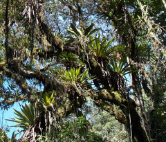 Vriesea