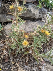 Carlina corymbosa