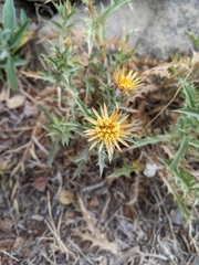 Carlina corymbosa
