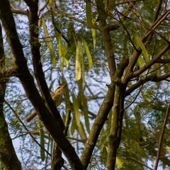 Myiodynastes maculatus