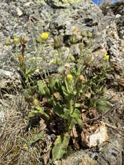 Hieracium amplexicaule