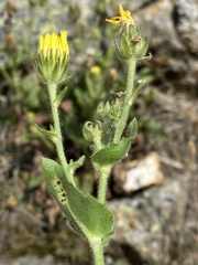 Hieracium amplexicaule