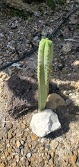Trichocereus macrogonus