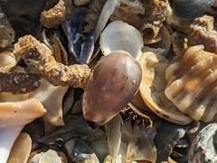 Purpuradusta gracilis