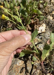 Hieracium amplexicaule