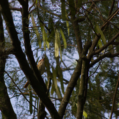 Myiodynastes maculatus